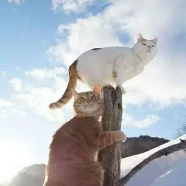 狮子座的幽默