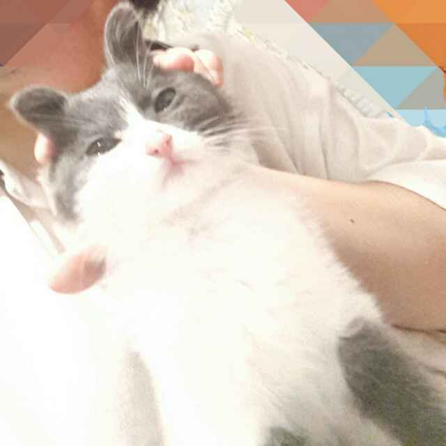ika