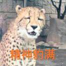 醋