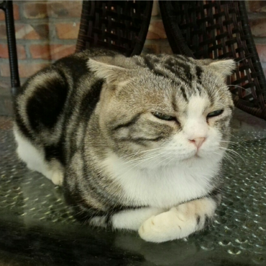 阎猫