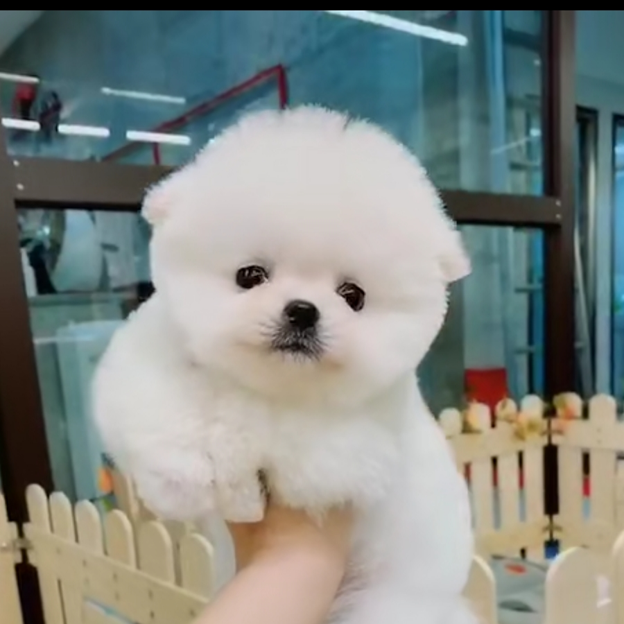 ︶ㄣ凝
