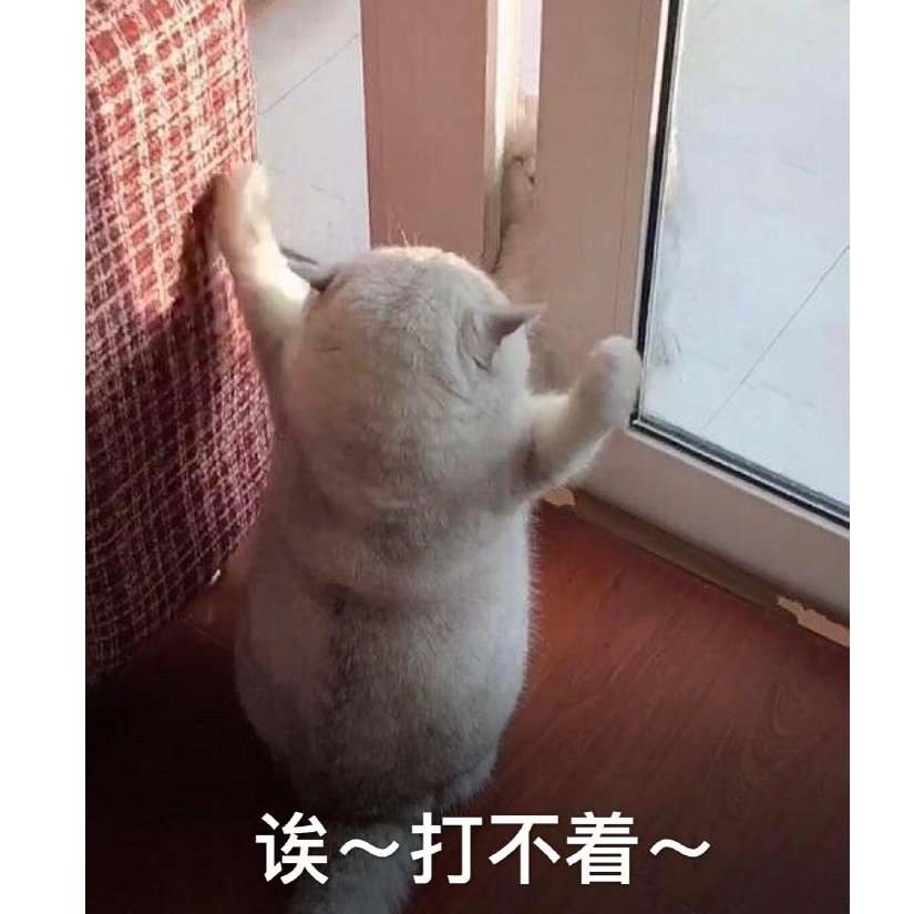 小猫咪老掉毛