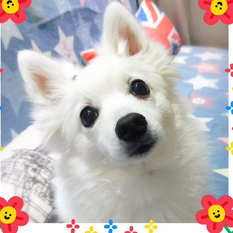 小丸子。
