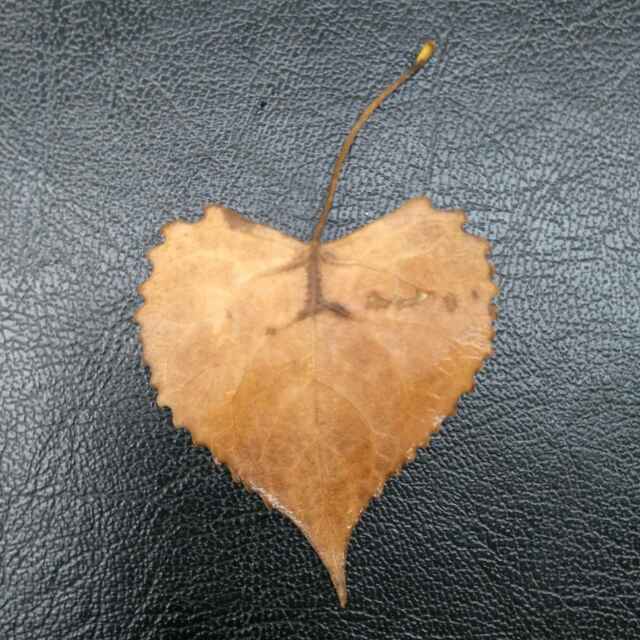 秋风落叶黄