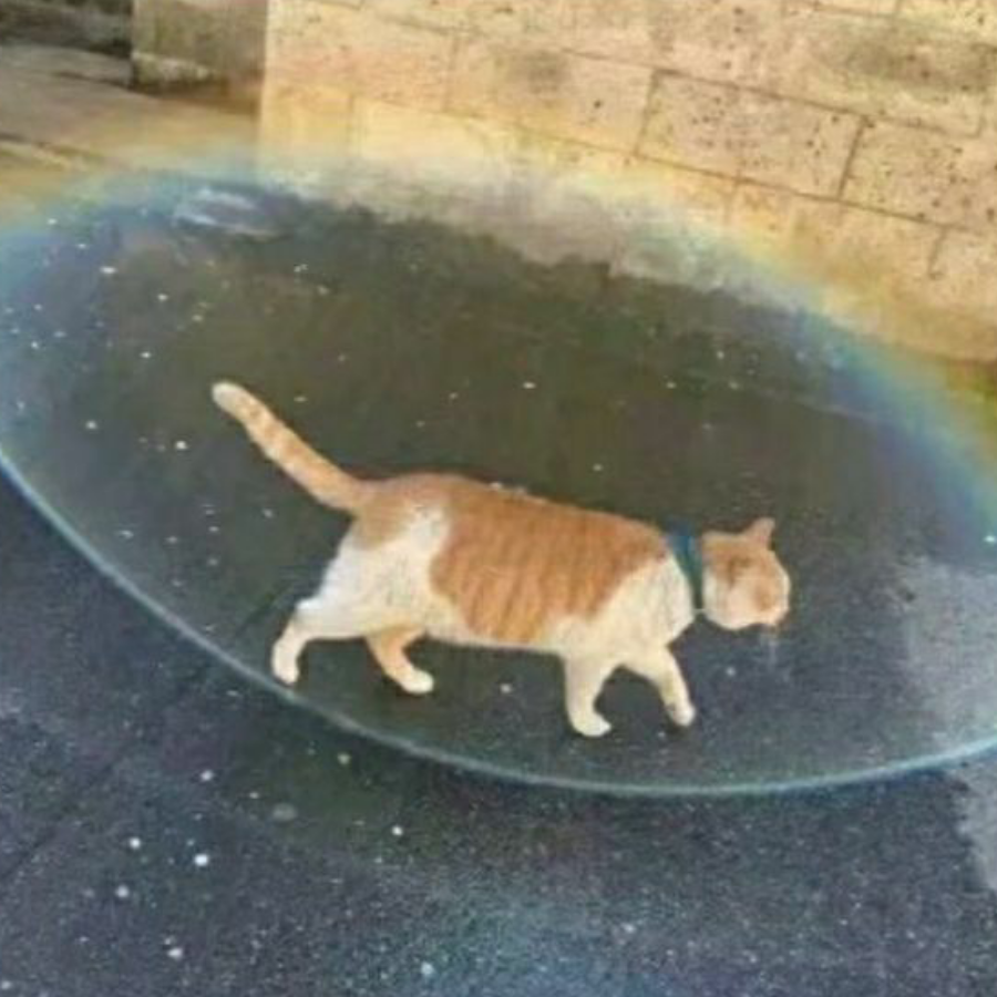 猫哊獨
