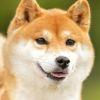 奈古