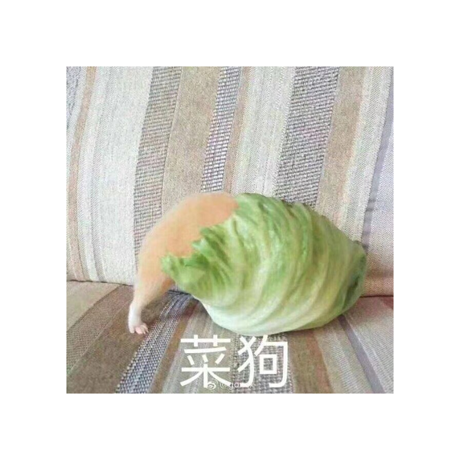 什么鬼