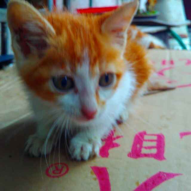 晨曦
