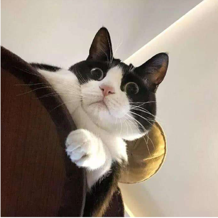 奶牛猫不好养