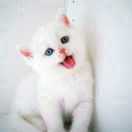 打网球的圆粽子Flora