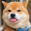 自宅守备员