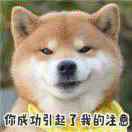 呆呆小柴犬
