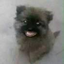 殊荣