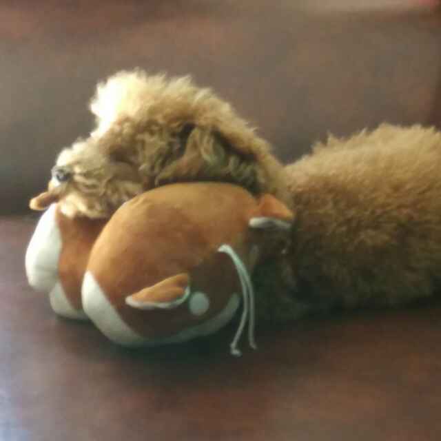 傲娇