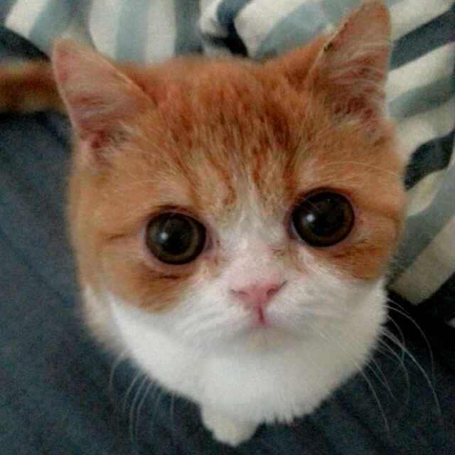 🐱哈喽猫🐱
