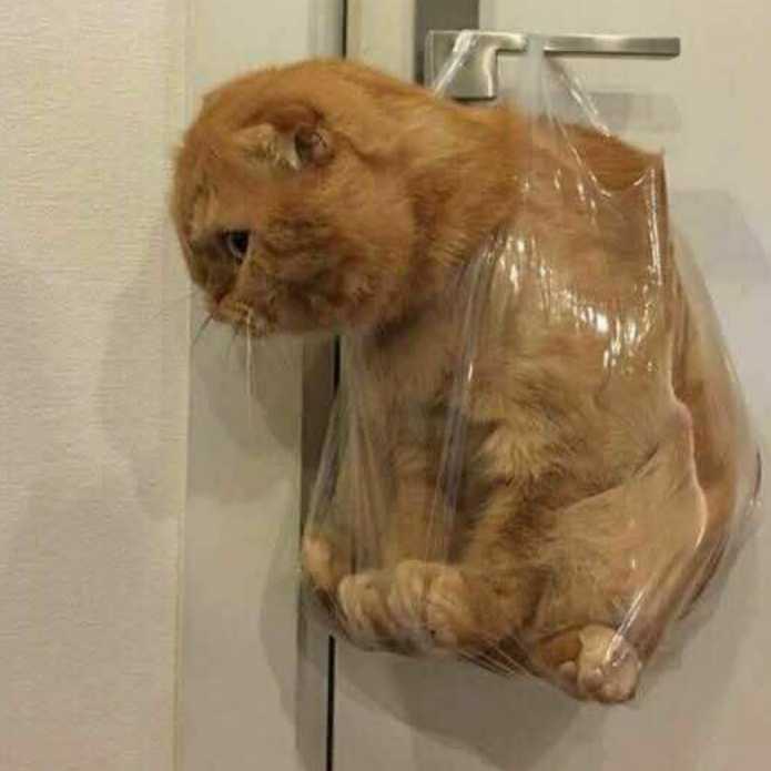 ZJDHD