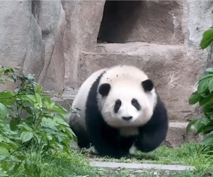 熊猫玩游戏的背景图