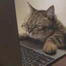 猫宁
