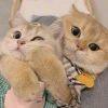 啊英想要猫和狗
