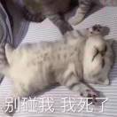 超自然行动组——惊决