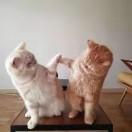 对方正在输入中.......