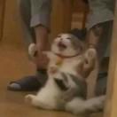 蟹老板