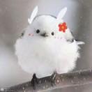 奇奇