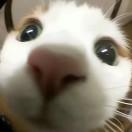 蒹葭