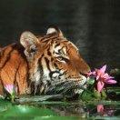 心有猛虎.细嗅蔷薇