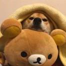 Y