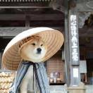 落木