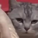 陈