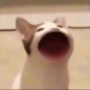 shoooooot