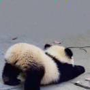 忍冬