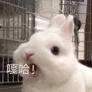 橙未成汁er