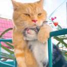 吃口肉冷静一下