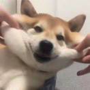 怭