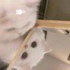 一只元元