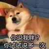 某只懒到懒得躺平的懒狗