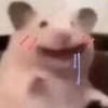 狐狸