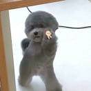 鹿丶