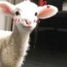 廿二
