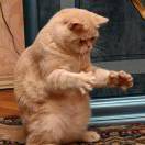 那么大的小鱼干