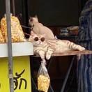 没想到居然