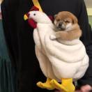 预