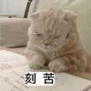 将就