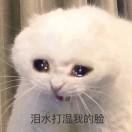 肥猫是流氓