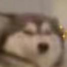 我啥都不会