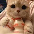 树袋熊