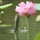Fe2O3 Li真的Mg